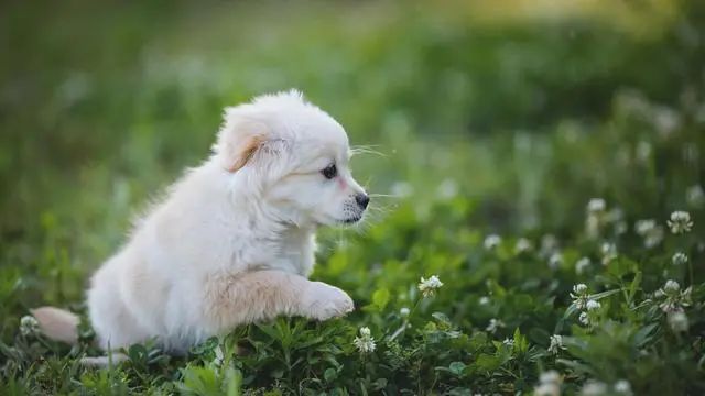 尊龙凯时人生就是搏宠物