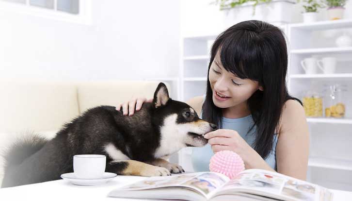 尊龙凯时人生就是搏宠物