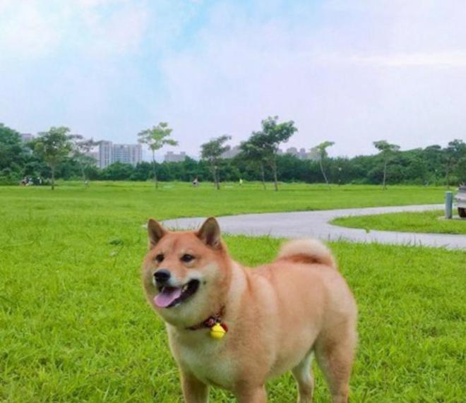 尊龙凯时人生就是搏宠物